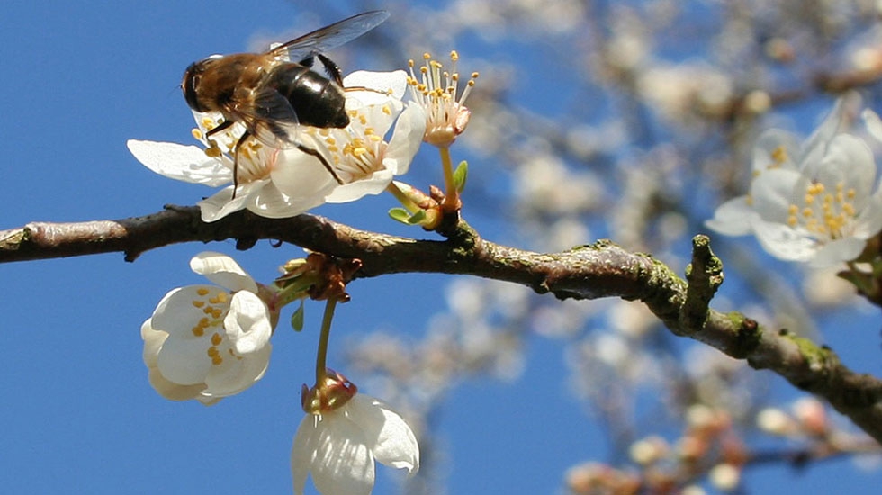 bee-on-spring-flower