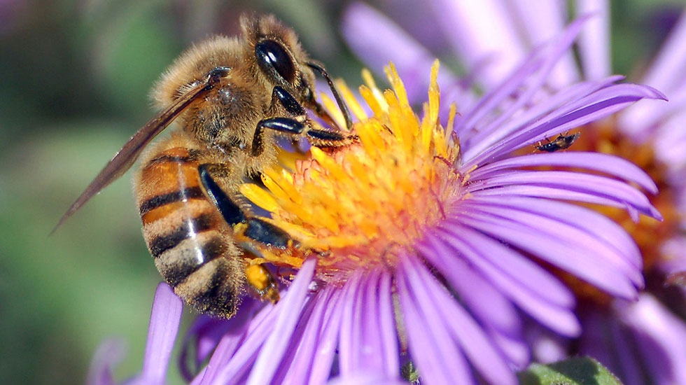 European_honey_bee