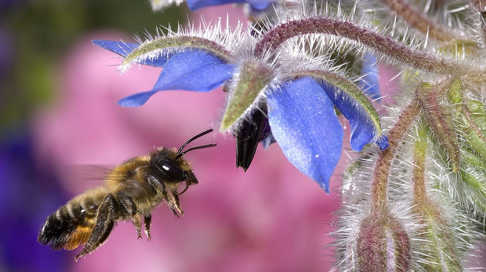 hovering-honey-bee-hd